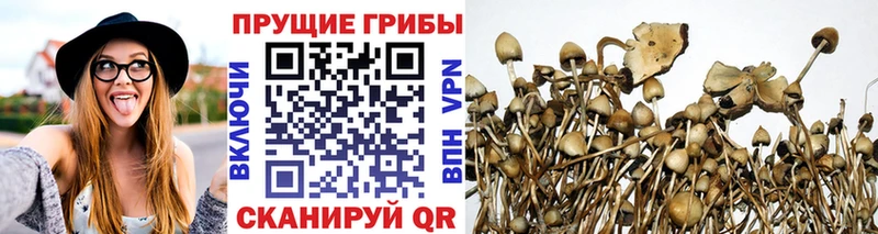 Псилоцибиновые грибы Psilocybine cubensis  Бологое 